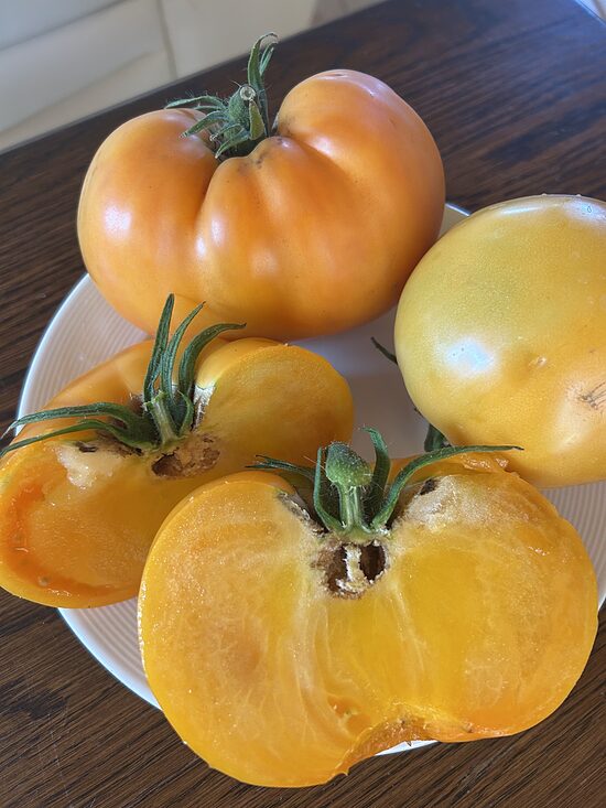 Lemon Oxheart tomāts