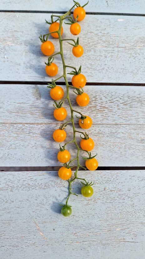 Currant Gold Rush Cherry
